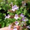calamintha nepeta blue cloud