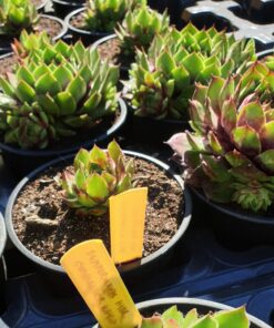 sempervivum commander hay