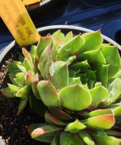 sempervivum commander hay