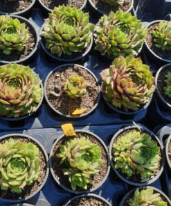 sempervivum commander hay