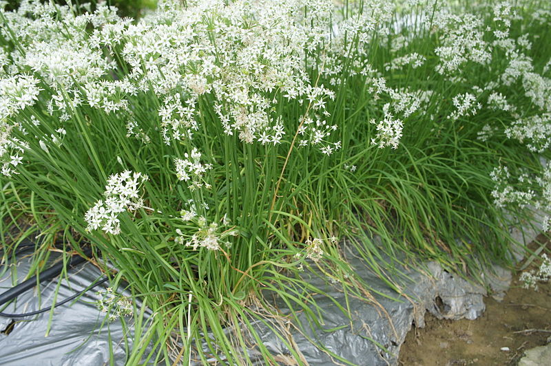 800px-Chinese_leek_Allium_tuberosum