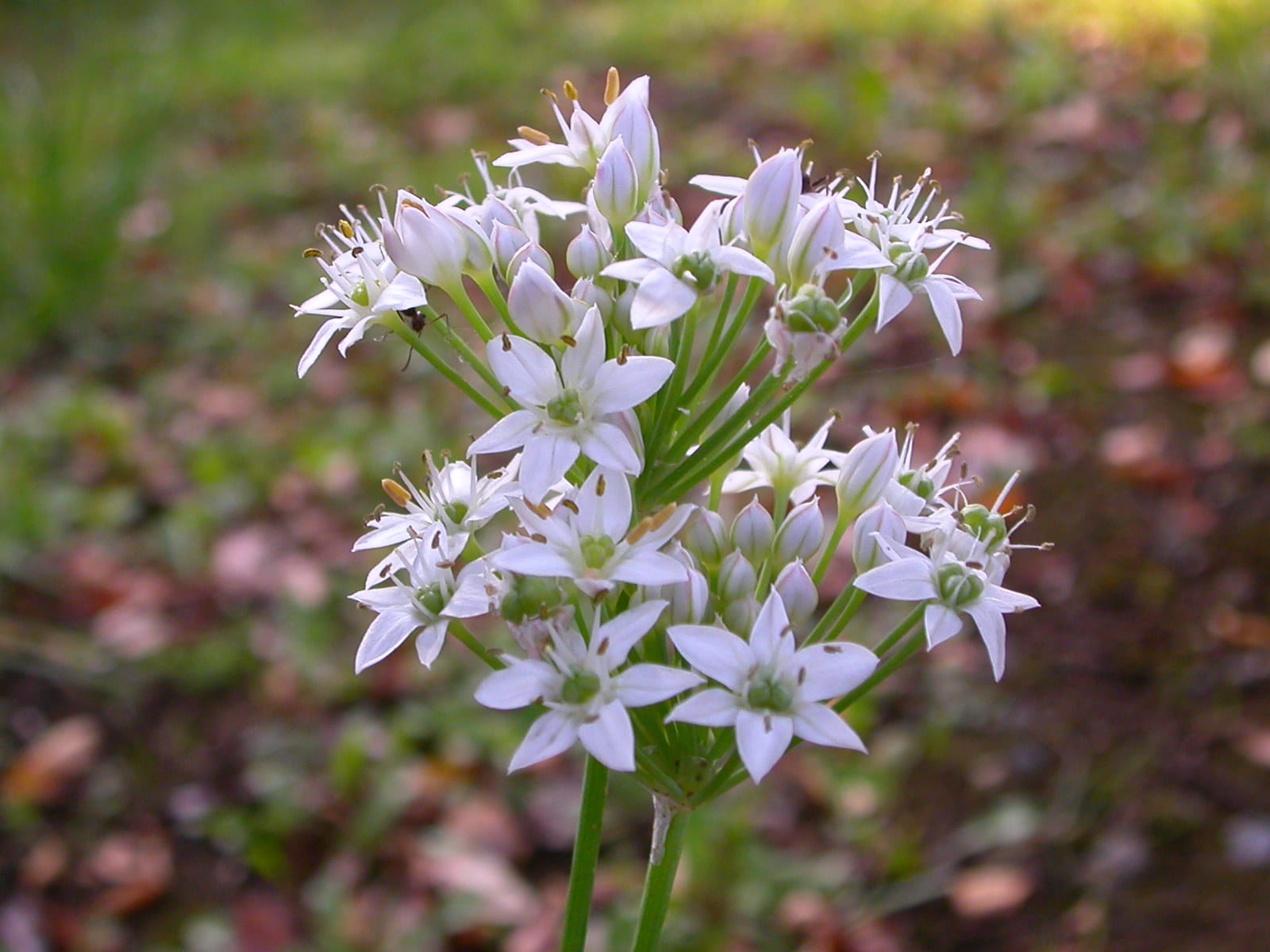Allium_tuberosum