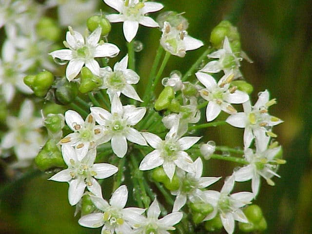 Allium_tuberosum0