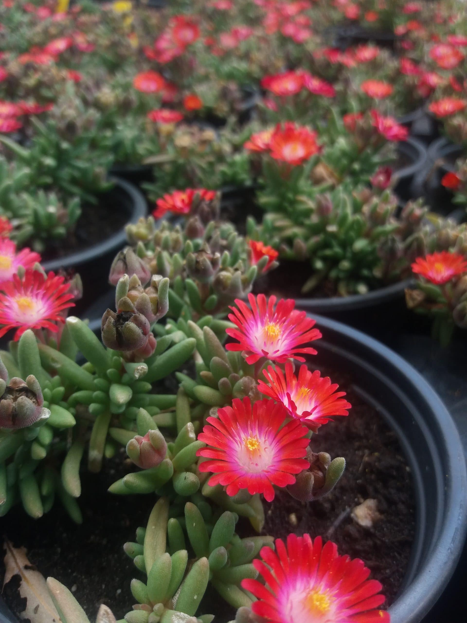 Delosperma 'Jewel of Desert Grenade' 2