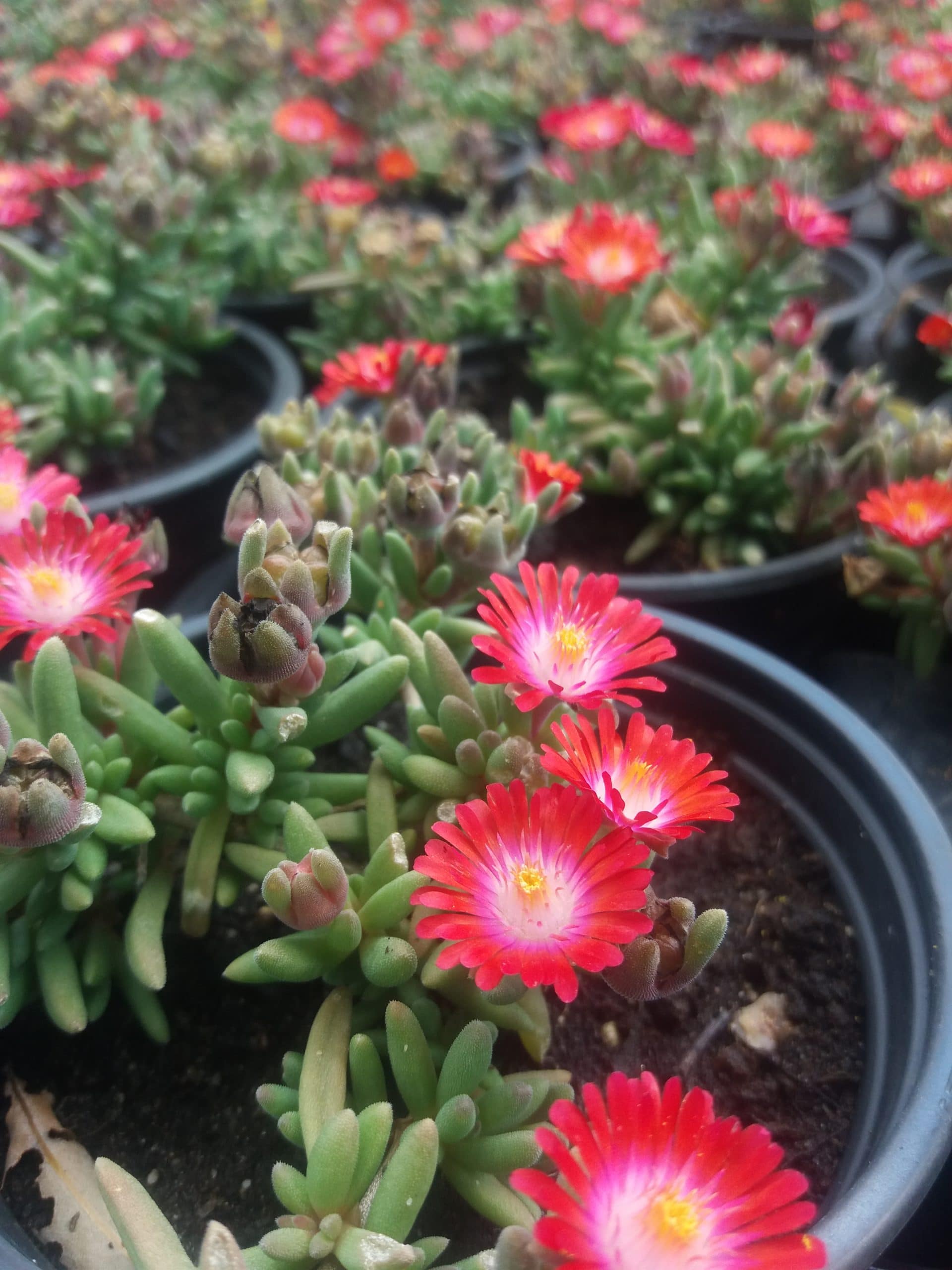 Delosperma 'Jewel of Desert Grenade'