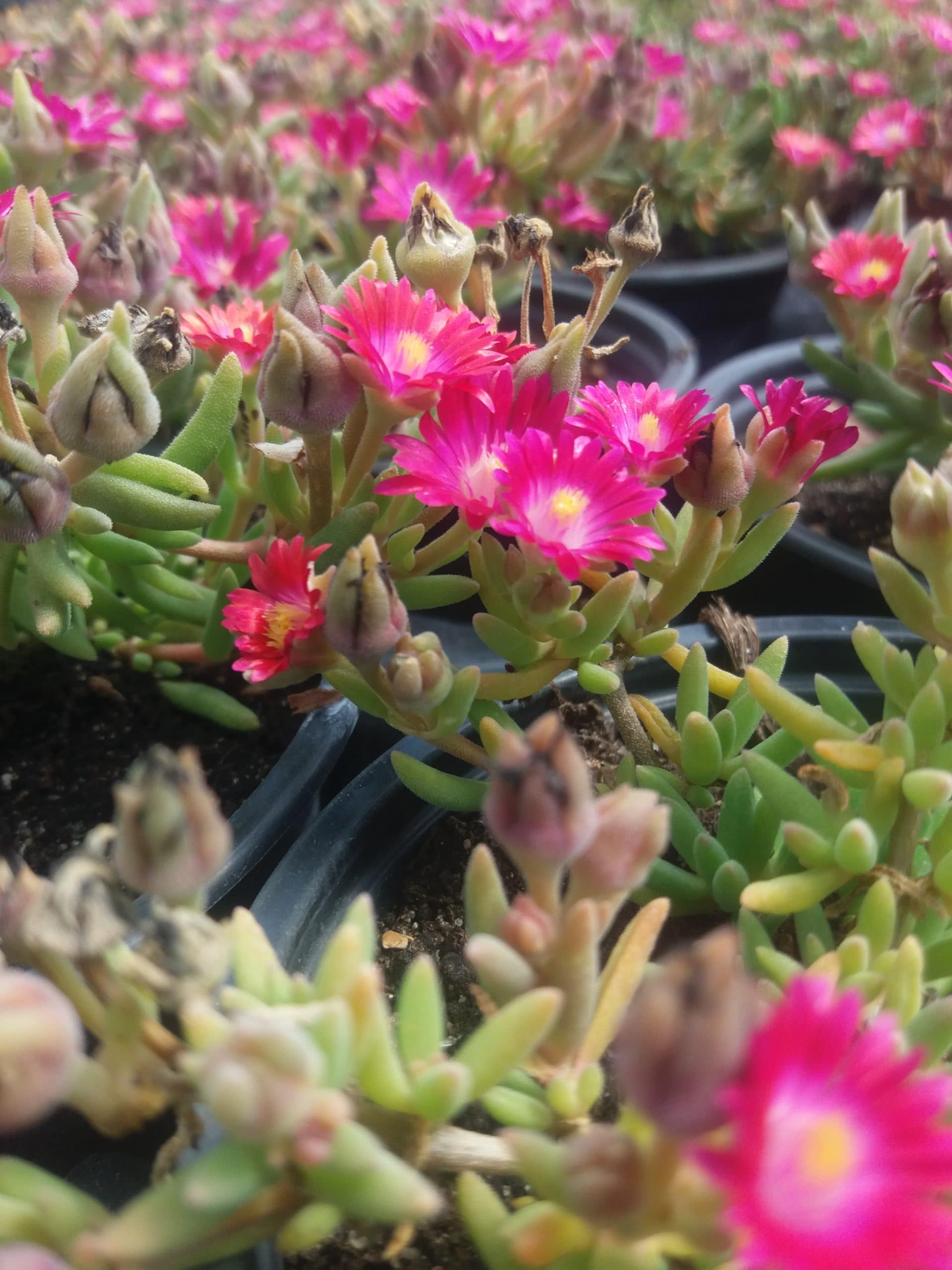 Delosperma Wheels of Wonder 'Amethyst' 2