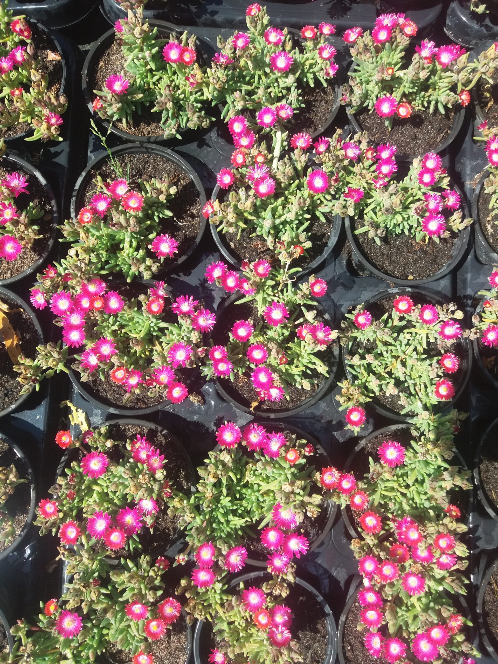 Delosperma Wheels of Wonder 'Amethyst' 5
