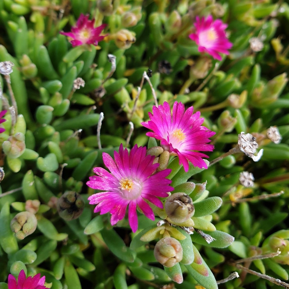 closeup bloeiende jewel of desert amethyst crop klein web groenpalet roze bloem