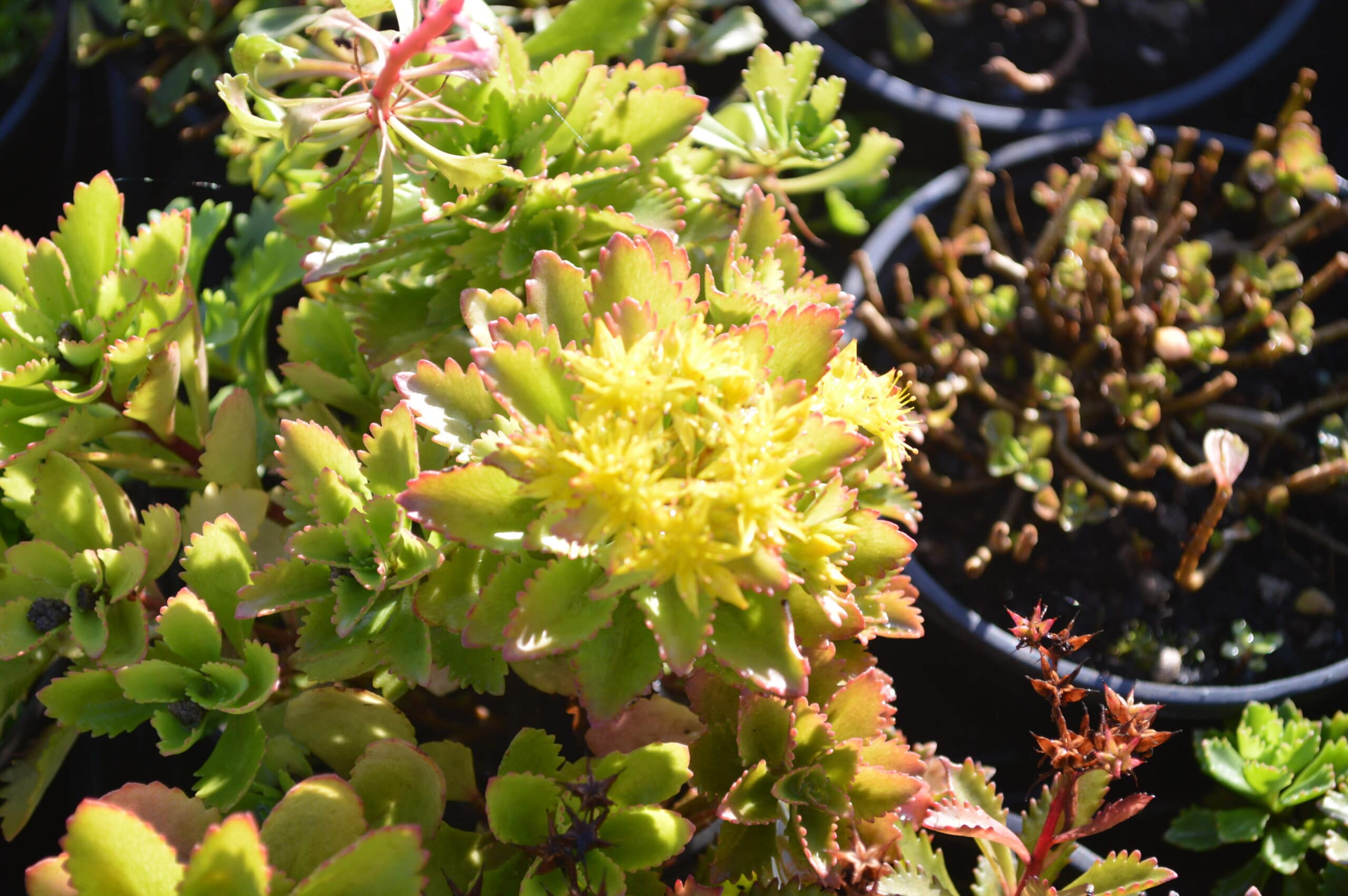 Sedum hybridum Immergrunchen (1)
