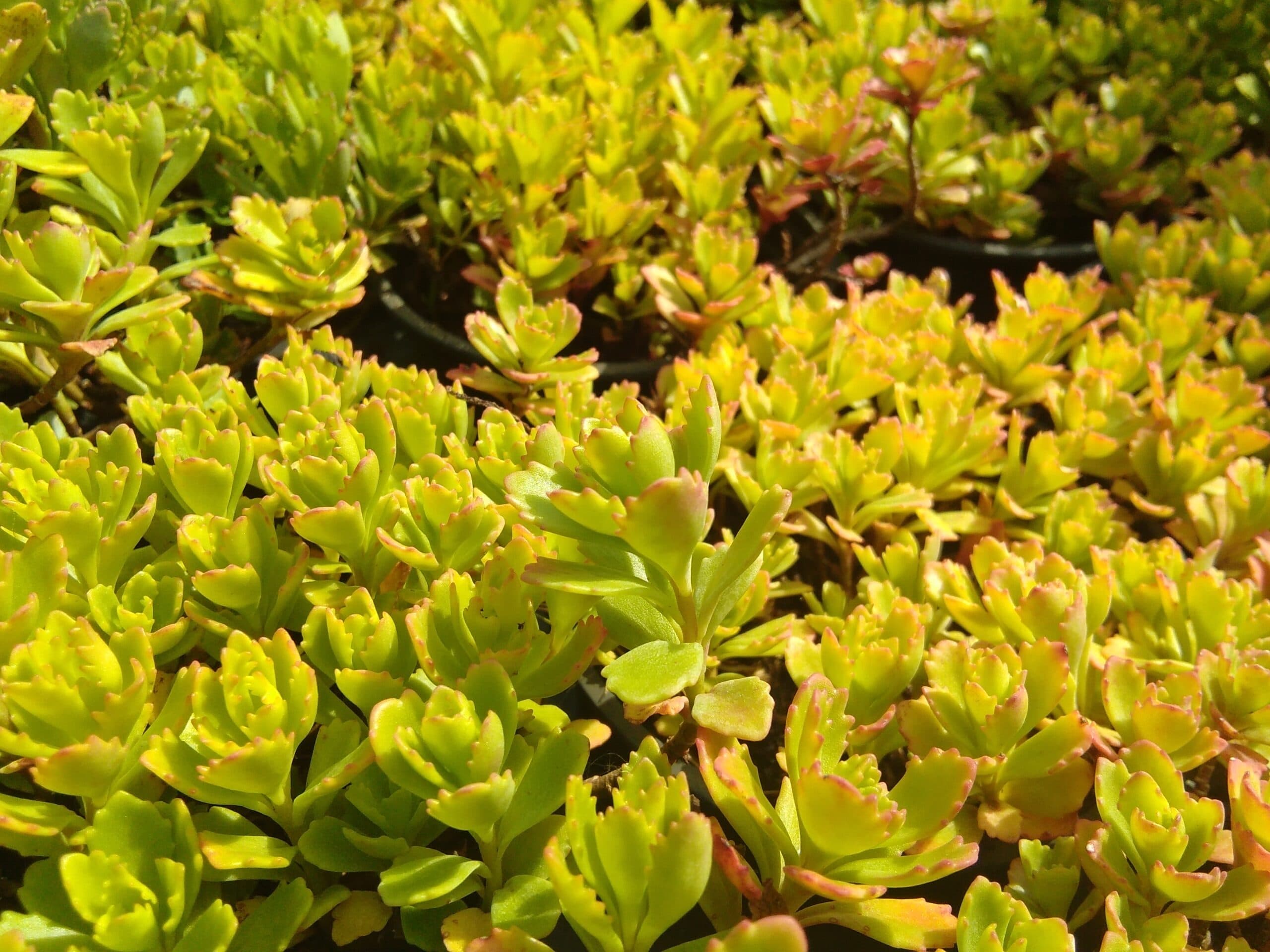 Sedum hybridum Immergrunchen (3)