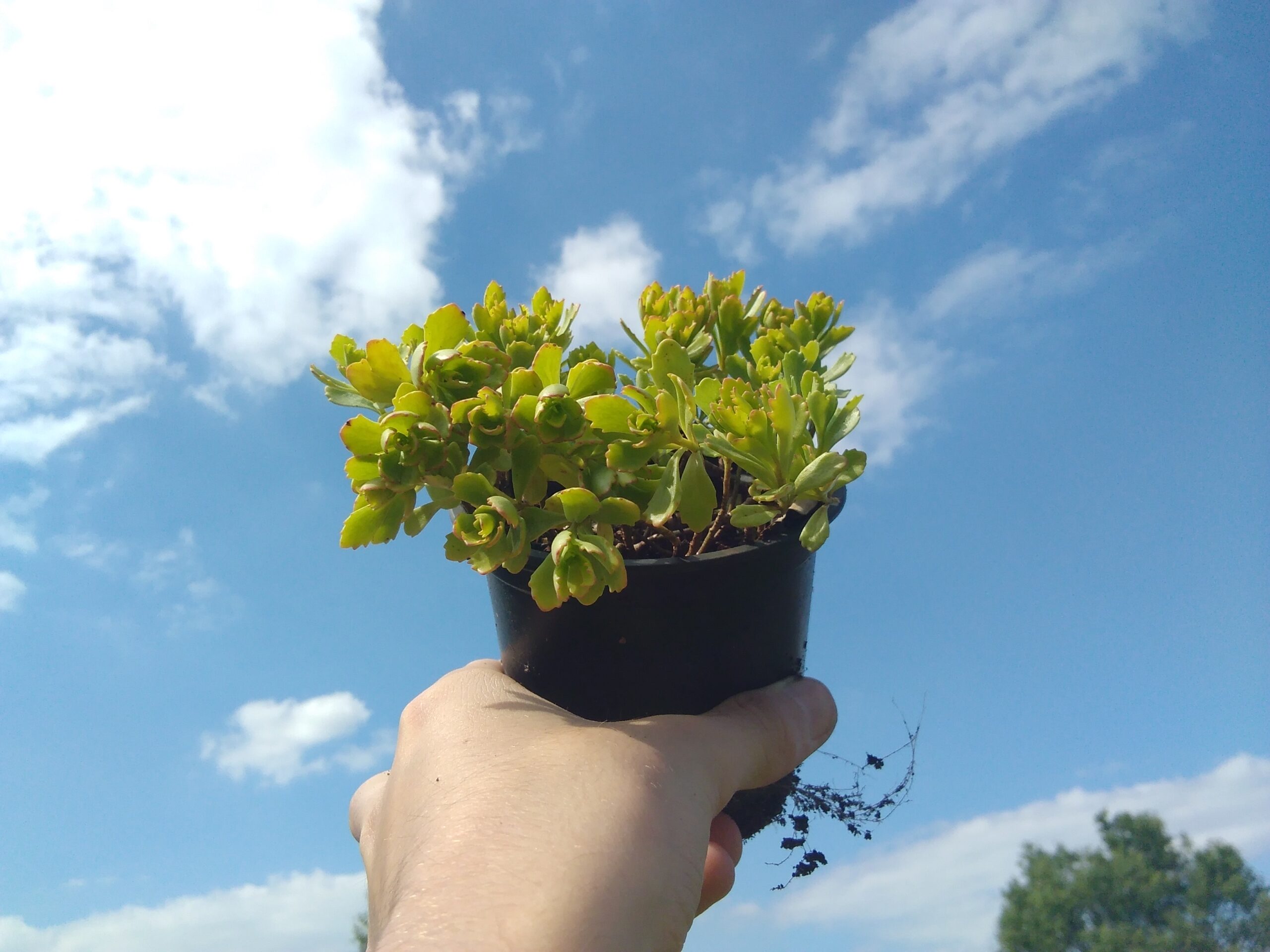 Sedum hybridum Immergrunchen (5)