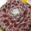 Sempervivum arachnoideum rubrum