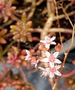 Sedum album chocolate sedum album nigra bloem