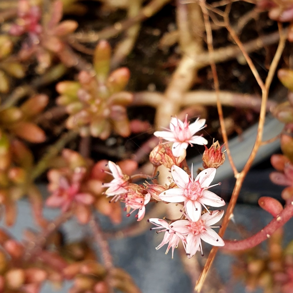 Sedum album chocolate sedum album nigra bloem Sedum album chocolate sedum album nigra bloem