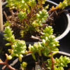 sedum australe