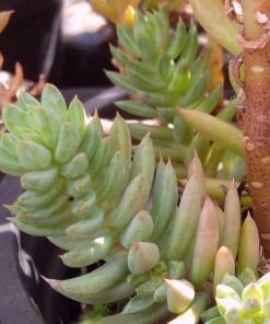 sedum sediforme