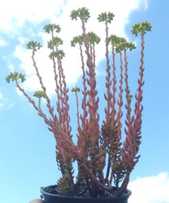 sedum sediforme