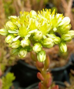 sedum sediforme