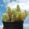 sedum sediforme silver