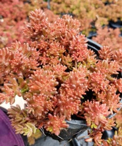 sedum album chocolate