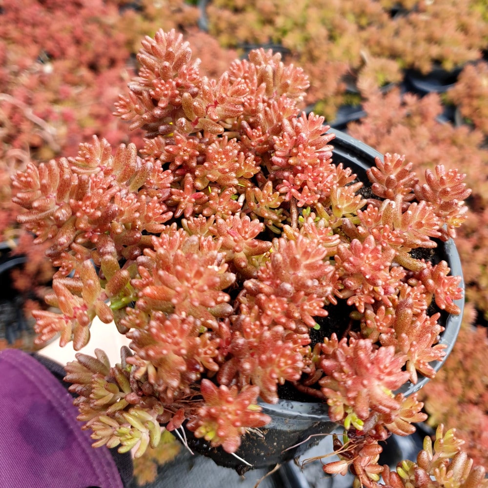 chocolate nigra crop 2 sedum album chocolate