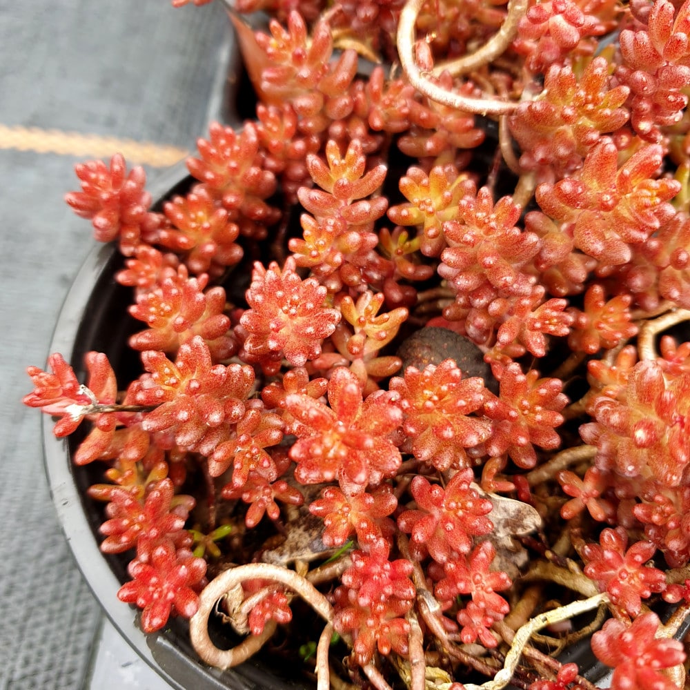 chocolate nigra crop 3 sedum album nigra