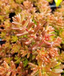 sedum album nigra