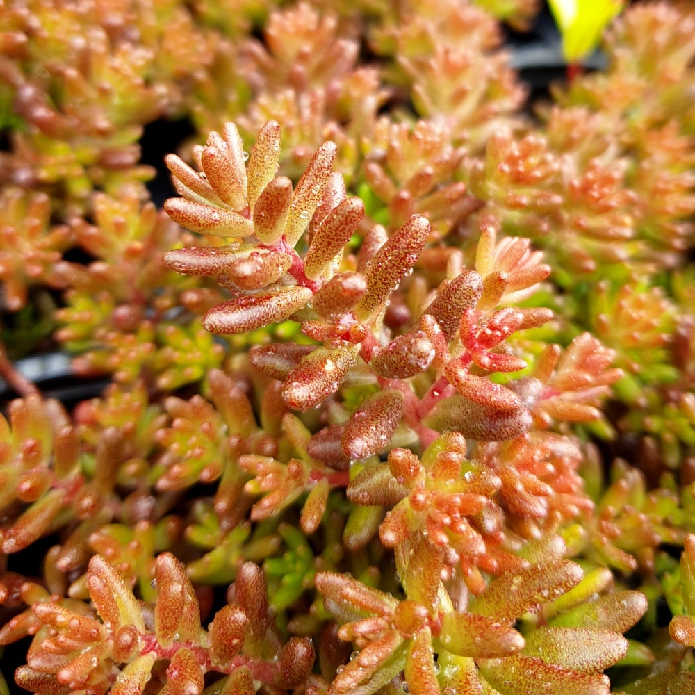 chocolate nigra crop 4 sedum album nigra