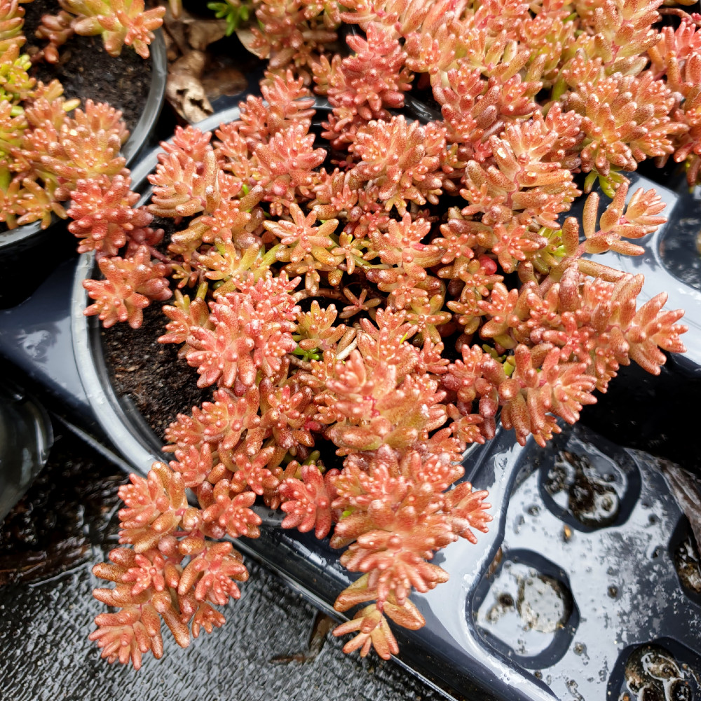 chocolate nigra crop sedum album chocolate