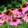 echinacea purpurea