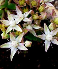 Sedum tatarinowii