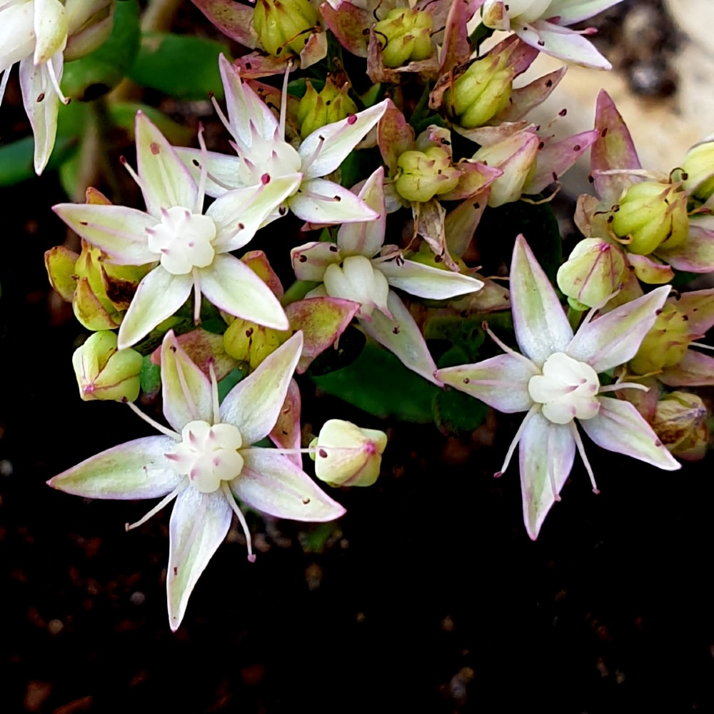 sedum tatarinowii 1 Sedum tatarinowii