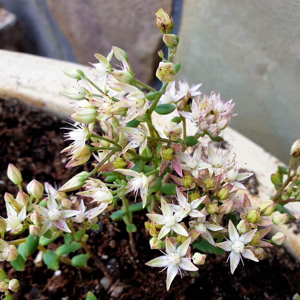 sedum tatarinowii 2