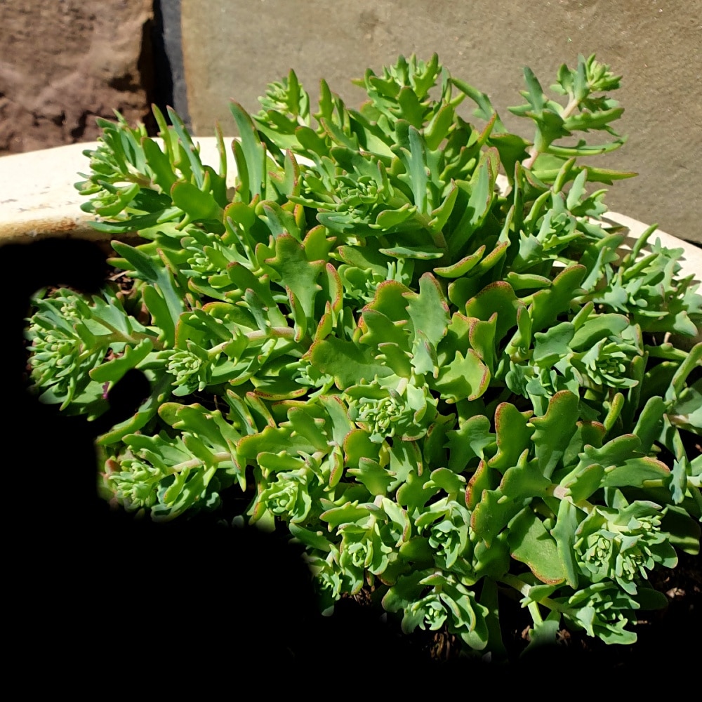 sedum tatarinowii 3