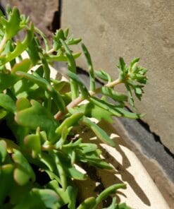 Sedum tatarinowii