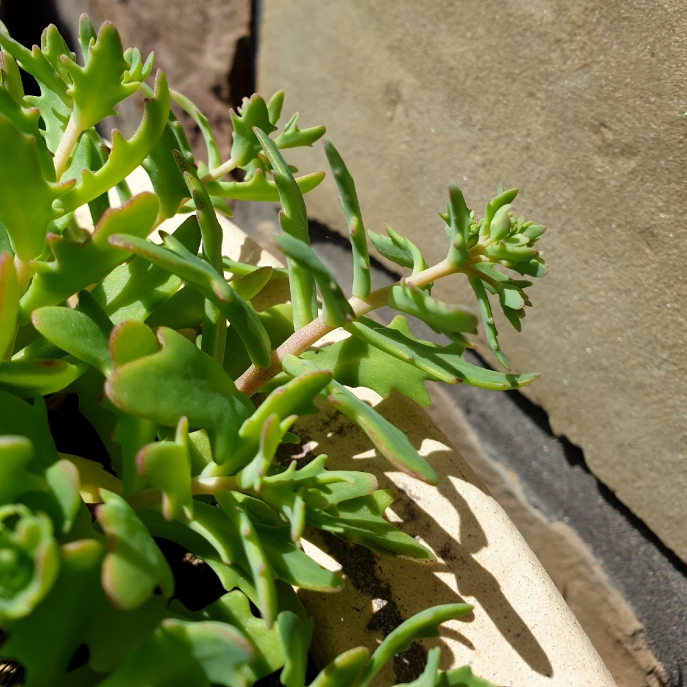sedum tatarinowii 4 Sedum tatarinowii