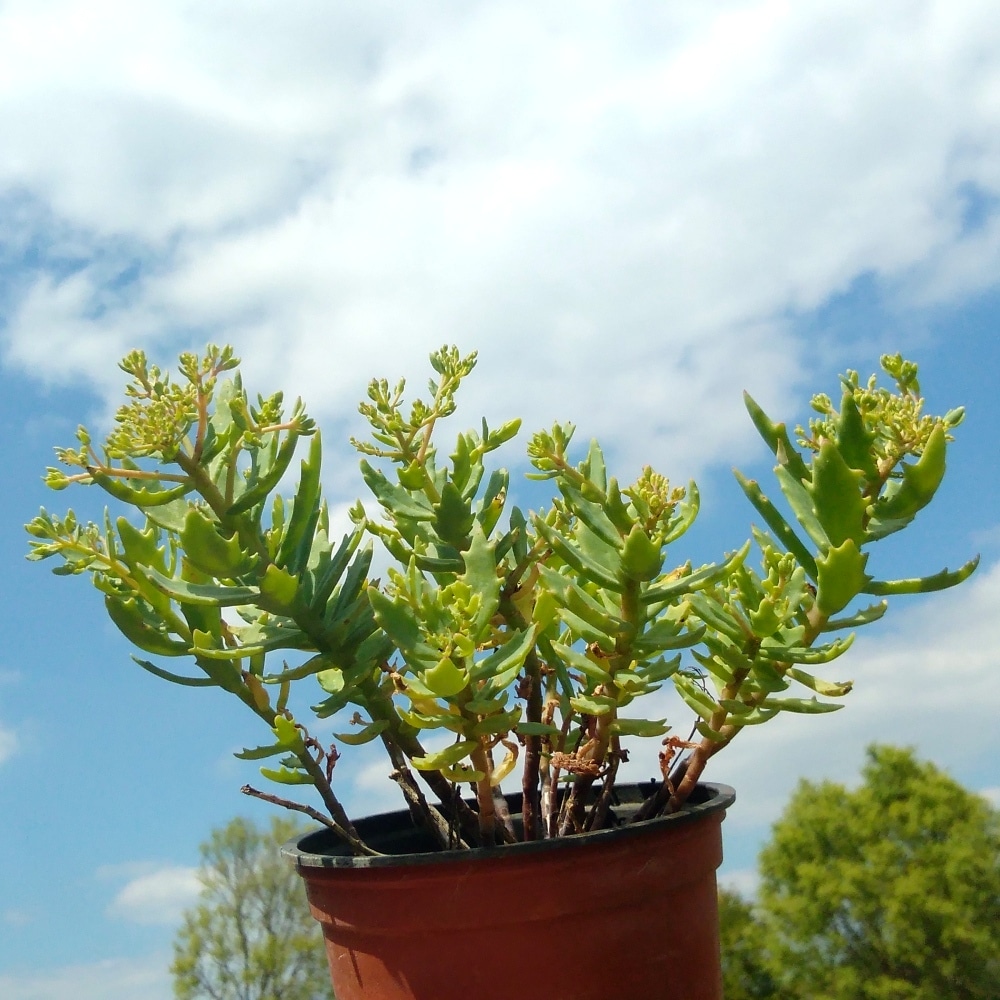 sedum tatarinowii 5