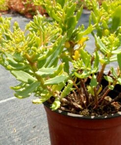 Sedum tatarinowii