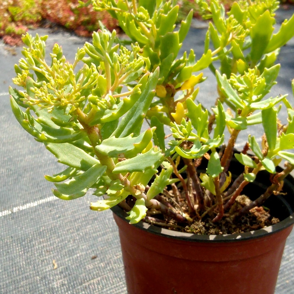 sedum tatarinowii 6 Sedum tatarinowii