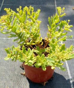 Sedum tatarinowii