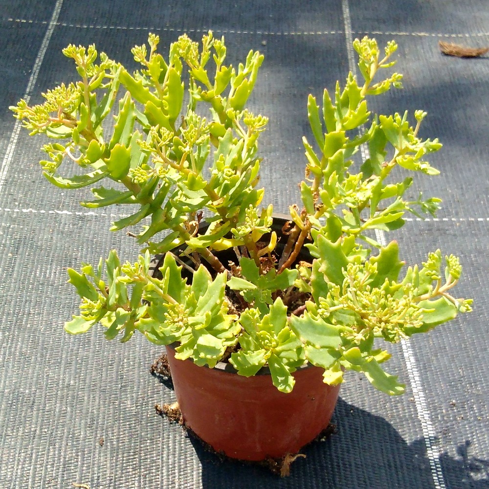 sedum tatarinowii 7 Sedum tatarinowii